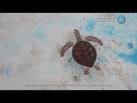 Travel Documentary: Manzanillo Mexico Cuyutlan Turtle Sanctuary