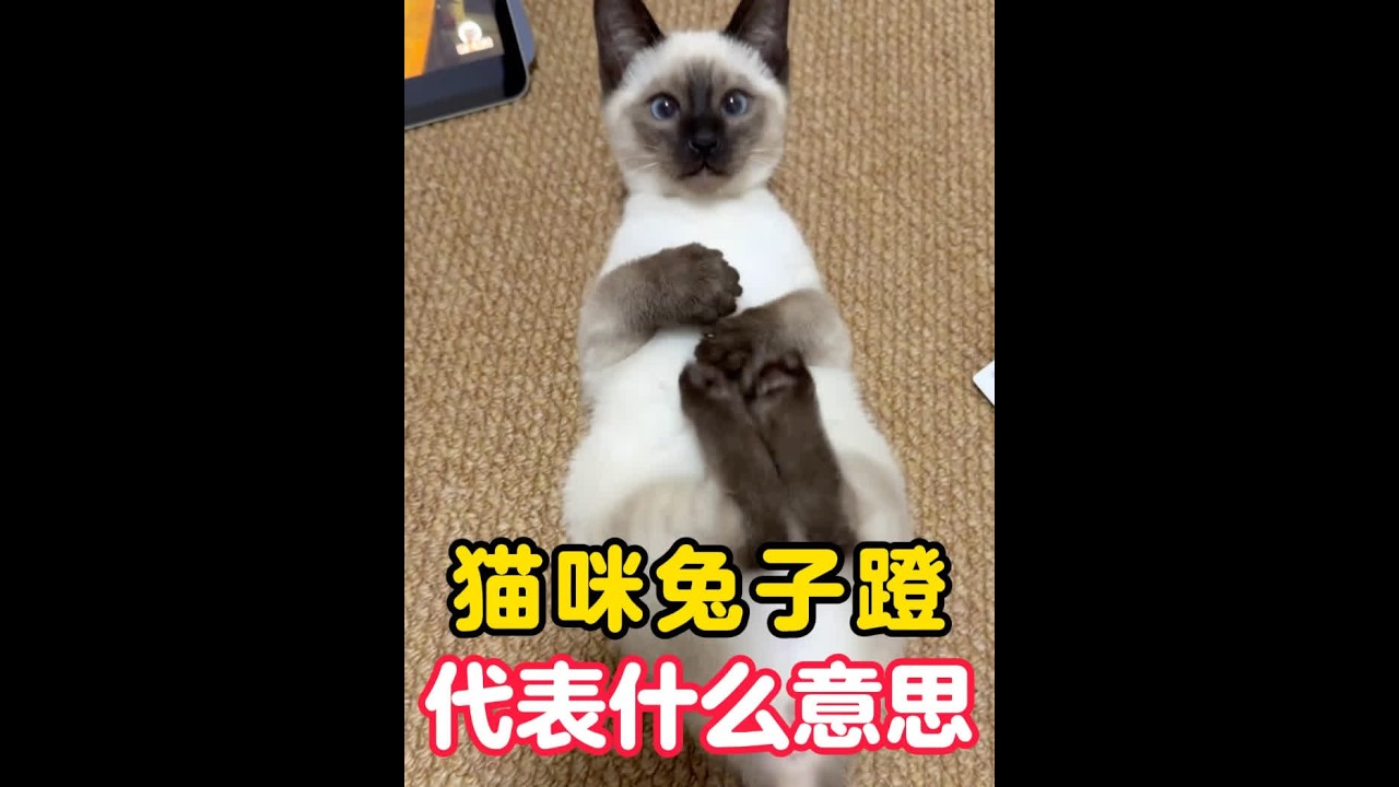 猫咪兔子蹬代表什么意思？ #新手养猫 #养猫经验分享 #科学养宠攻略 #猫咪的迷惑行为 #养猫知识