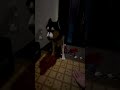 友人の犬をさわって帰宅したら、やきもちをやいたデカワンコ