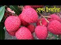 লিচুর স্বাস্থ্য উপকারিতা ও পুষ্টি গুনাগুন জানলে আপনি চমকে যাবেন|লিচু খেলে কি হয়? Bangla Health Tips
