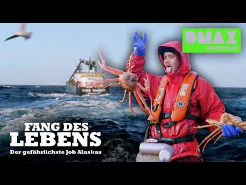 Kampf um die Königskrabben: Ist das brutalste Job der Welt? 😤🦀 | COMPILATION | Fang des Lebens