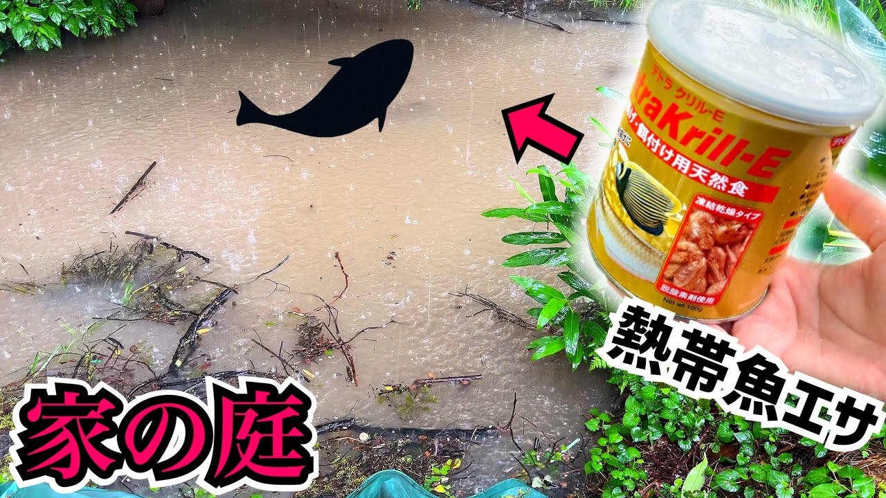 どしゃ降りの雨で庭に大型魚が！熱帯魚の餌で捕獲します。
