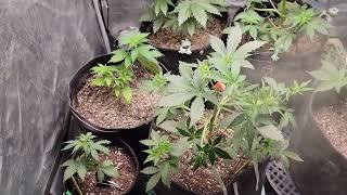 Grow 9 LST and Cat Box Outdoor Update @123fatbuds @tylowg