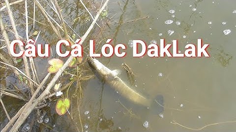 CÙNG HVA FROG CHINH PHỤC CÁ LÓC VIỆT NAM P11 câu cá lóc Snakehead fishing ✅
