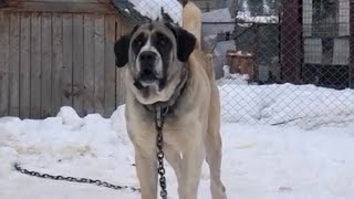 Vurgun Un Güncel Hali̇ni̇ Merak Edenlere