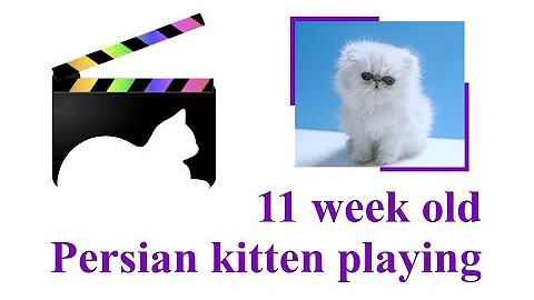 Video 1666871: female silver persian kitten
