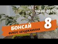 Бонсай из фикуса Бенджамина — обрезка, пересадка в плошку. Часть 8 | Май 2021