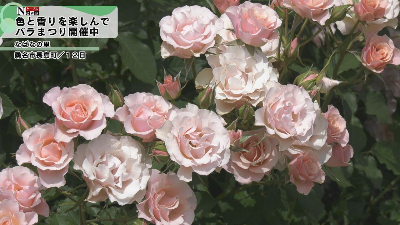Cable News] Rose Festival is currently underway - YouTube