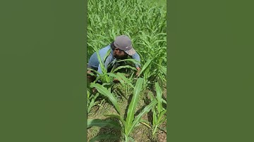 A simple smart tool that is perfect for trimming grass that is starting to grow a lot #shorts
