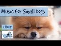 1 Hour of Music for Small Dogs. Chihuahuas, Yorkshire Terriers, Poms.