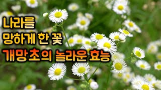 나라를 망하게 한 꽃 개망초의 놀라운 효능. 계란을 닮은 꽃.해독작용.혈당조절 효과 나라를 망하게 한 꽃 개망초의 놀라운 효능. 계란을 닮은 꽃.해독작용.혈당조절 효과