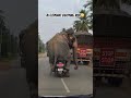 AI elephant enjoying ride #animals #wildlife #nature #elephant #ai #shorts #funny #comedy #yt