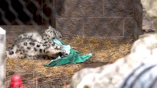 Snow leopard Silver plays with towel - Seneca Park Zoo