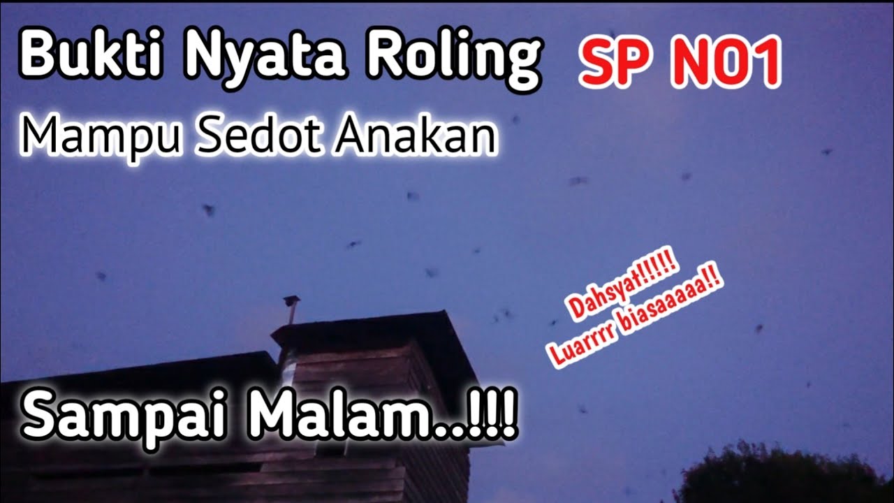 Tekhnik!!! SP walet  ini mampu menarik anakan sampai magrib.