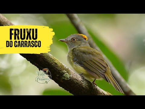 Canto do fruxu do carrasco | Pássaros Org