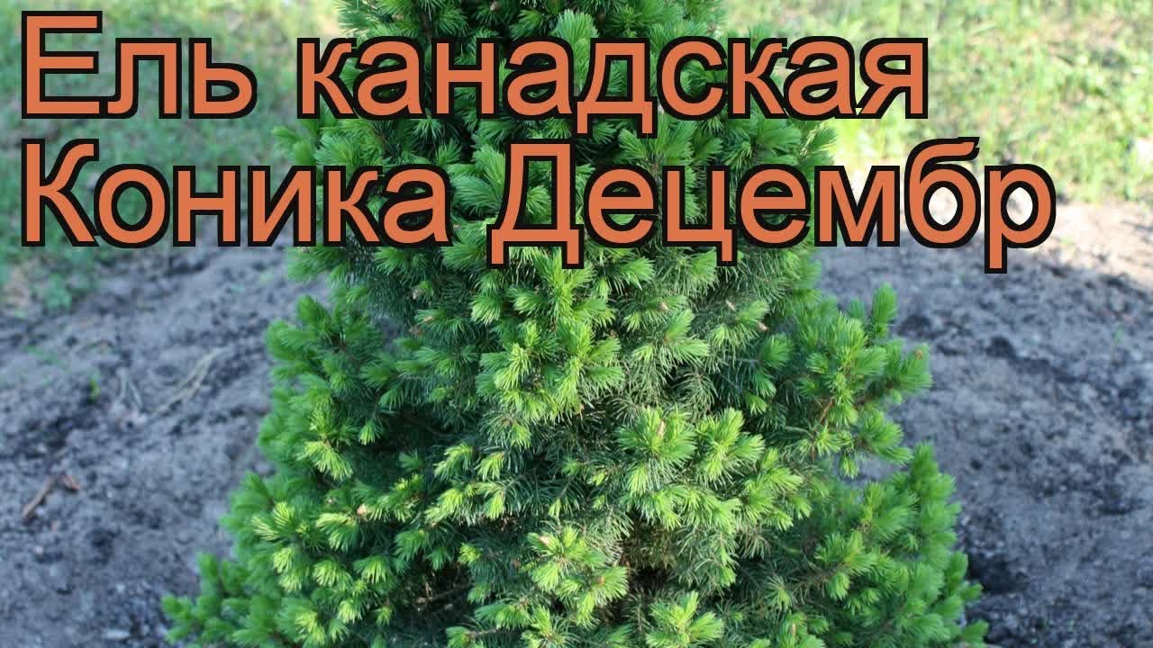 Ель канадская Коника Децембр (picea conica) 🌿 обзор: как сажать, саженцы ели Коника Децембр