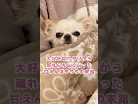 大好きなコタツから離れられなくなった甘えんぼチワワの末路 #shorts