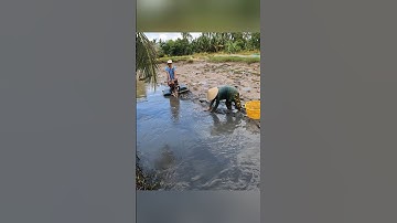 Cận cảnh quậy sìn bắt tôm càng xanh ở miền tây hốt mỏi tay #shorts #crsyfish