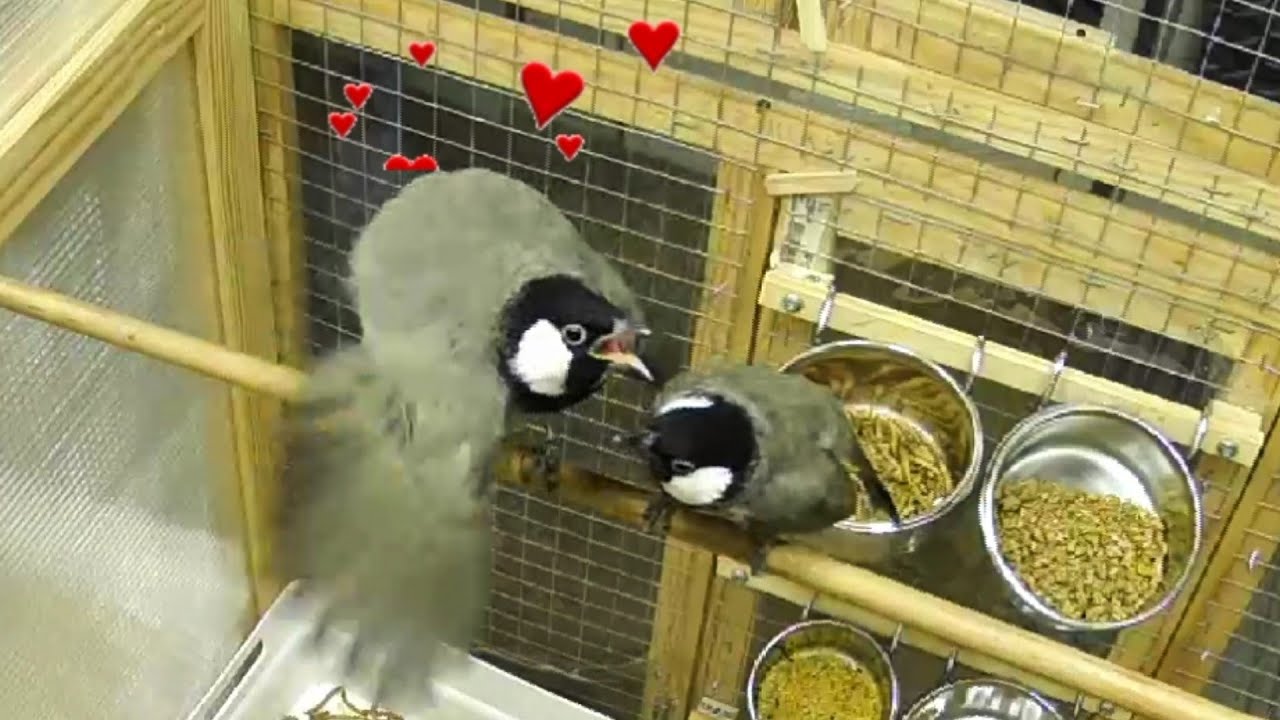 لقطات مختاره للبلابل في هذا الأسبوع تزاوج،تغريد،بناء العش