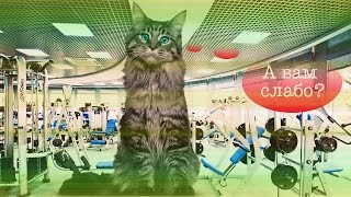 Смешное видео: кот, который научит тебя, как правильно качать пресс Смешное видео: кот, который научит тебя, как правильно качать пресс