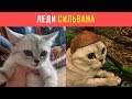 Кошка Алексея Совы | Леди Сильвана | LIVE