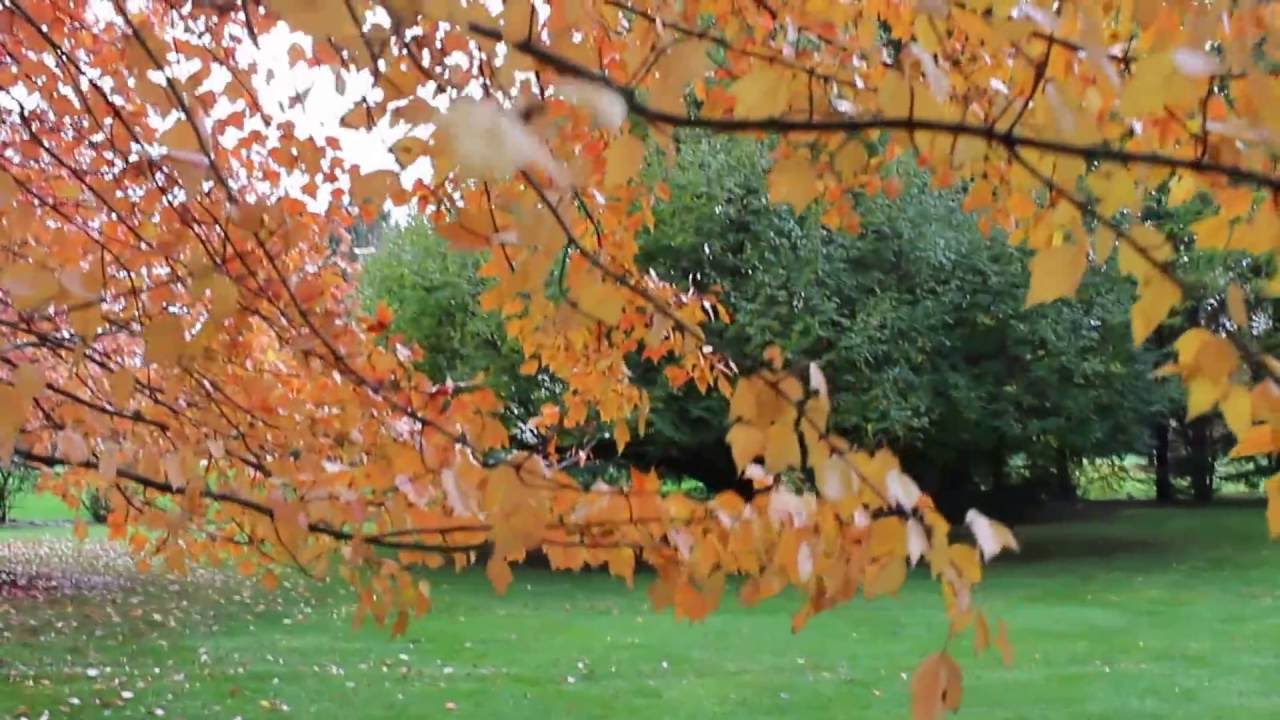 November 02 Мир ,которым я дышу.