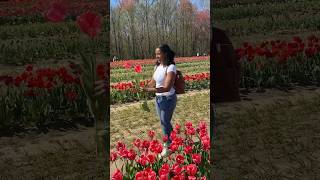 Tulip farm mini vlog