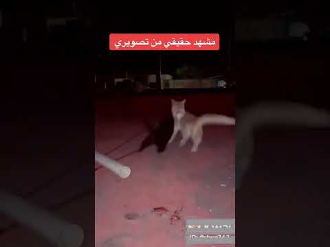 احنا الايام دي بعد غلاء اللحمه صباعي جوا الباب   ابلور ميمز ميمز مصر