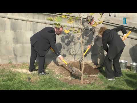 «Armenia Tree Project»-ի 10 000 000-րդ ծառը տնկվեց Մատենադարանում