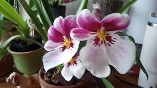 orchid blooms and spikes.