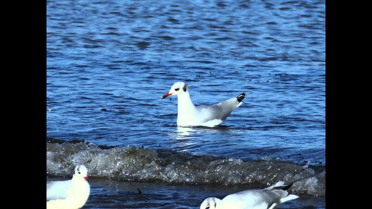 Presumed hybrid Mediterranean Gull x Black-headed Gull 