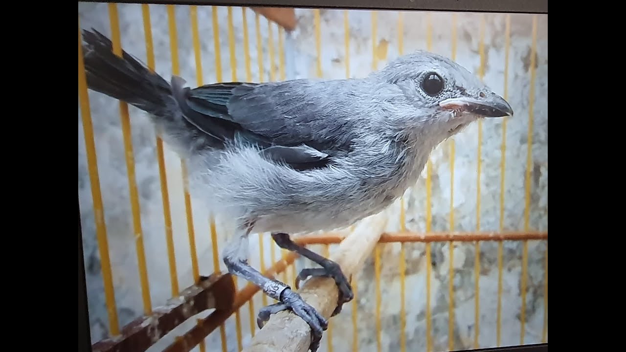 Sanhaço canto TAMARINEIRO - Praça Marechal Deodoro do Centro de Maceió Alagoas