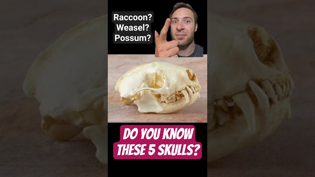 5 animal skulls EVERYONE should know! Pt. 3