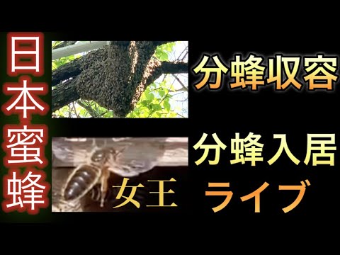 ニホンミツバチ分蜂群収容 & 分蜂群の入居ライブ - YouTube