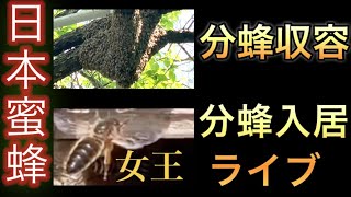 ニホンミツバチ分蜂群収容 & 分蜂群の入居ライブ
