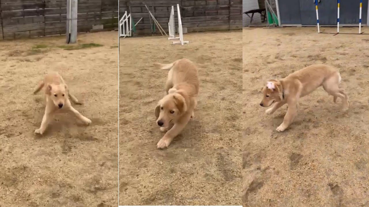 柴犬 愛犬しつけ 怖がり犬 は克服できます ここ気を付けて Youtube 柴犬 愛犬しつけ 怖がり犬 は克服できます ここ気を付けて Youtube