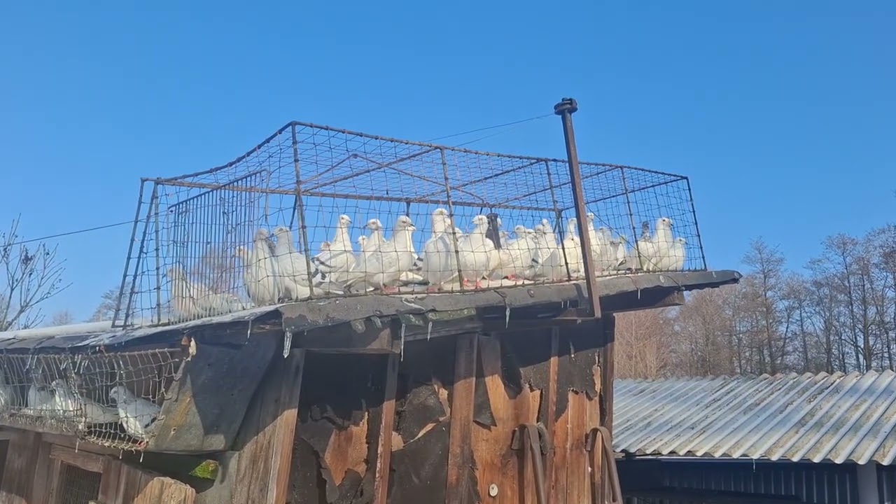 Nowa siła Gołębi u sąsiada🧐 zapowiedział ze mnie zniszczy czyli wojna i lot 40 jasnych do sprzedania