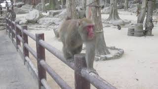 観光スポット　大分県大分市　高崎山自然動物園へ行こう！！　野生のサルが大群で現れる！！　編　@takachannel.campingcar