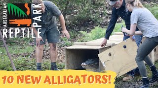 TEN NEW GIANT ALLIGATORS ARRIVE The Australian Reptile Park