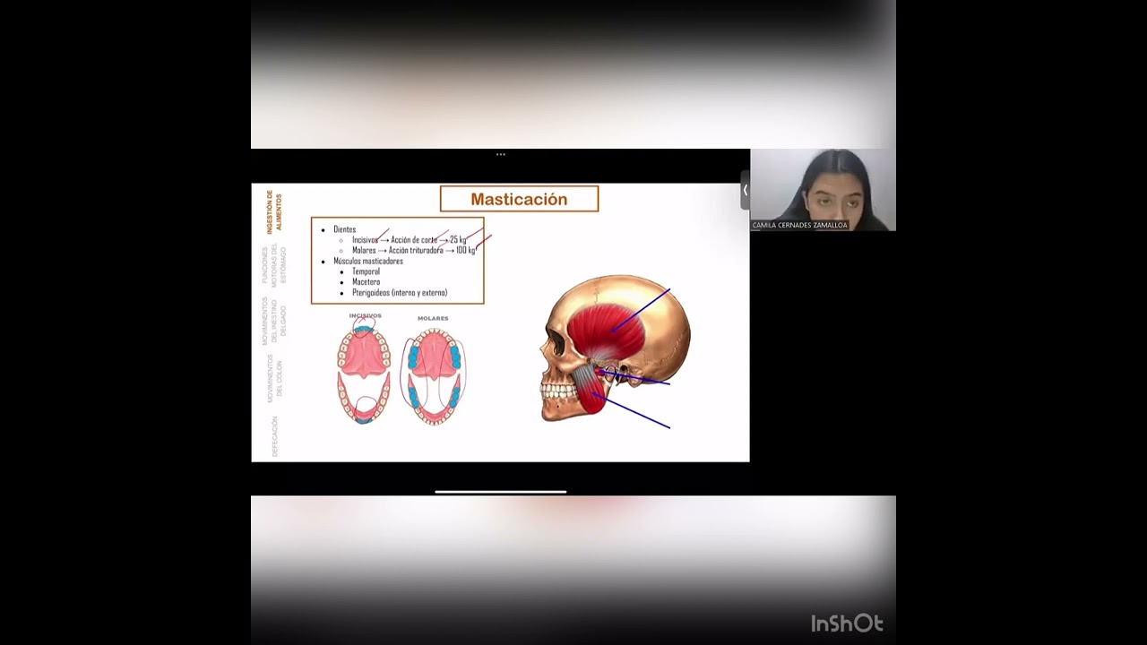 Mezcla y propulsión de alimentos en el tubo digestivo