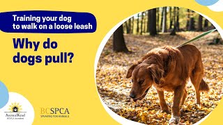 Why do dogs pull? And how to use the leash | BC SPCA AnimalKind by BC SPCA (BCSPCA Official Page) 721 views 1 year ago 2 minutes, 32 seconds