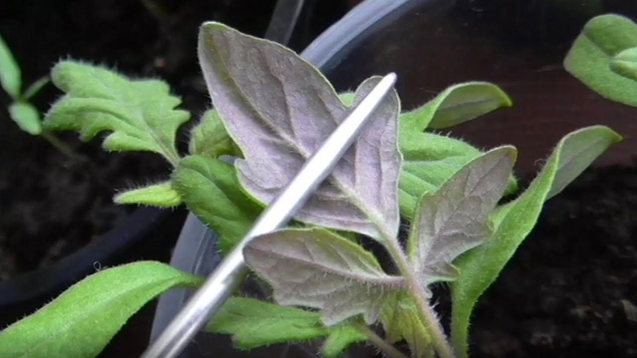 Почему у рассады фиолетовые листья