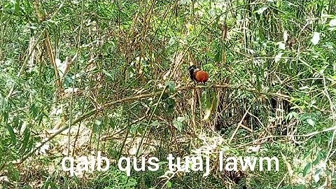 Dib qaib qus tuaj zoo heev li 19/4/2025