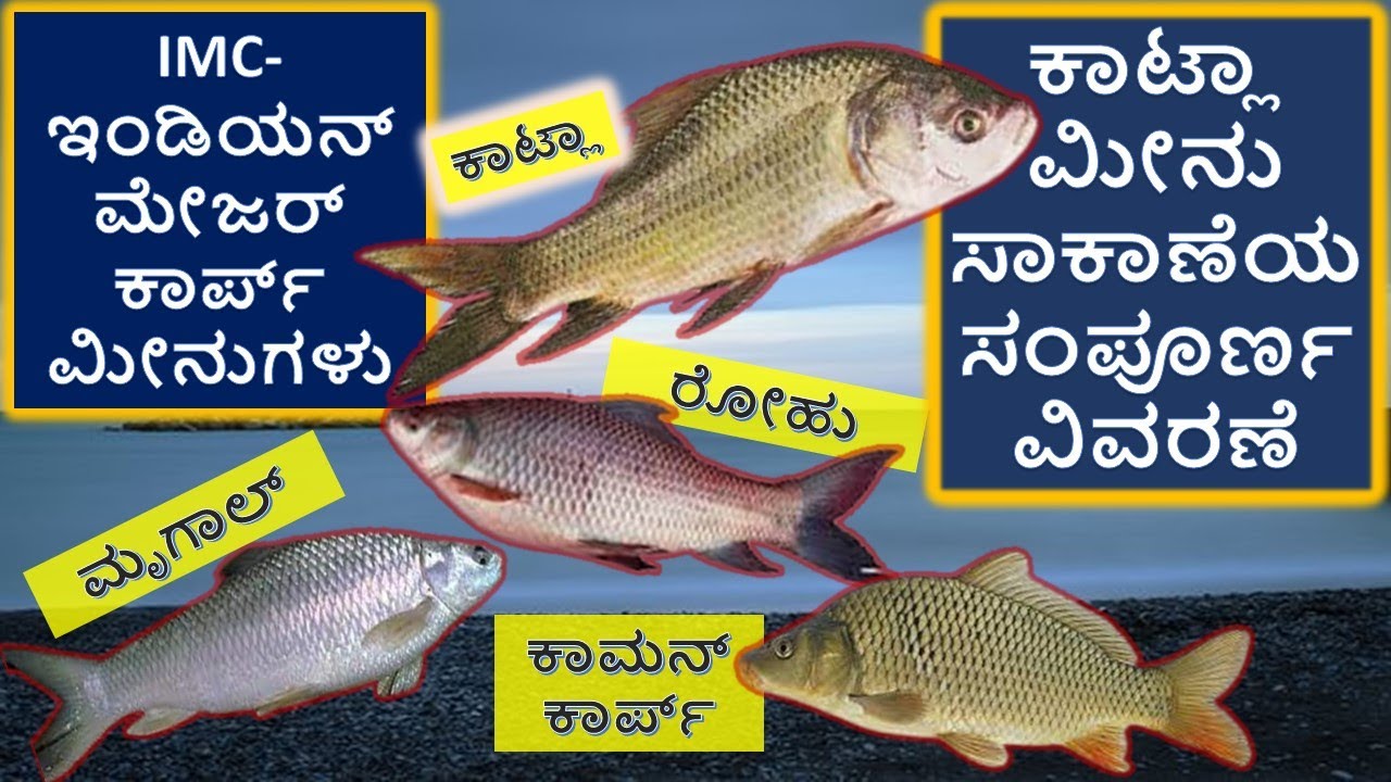 ಕಾಟ್ಲಾ ಮೀನು ಸಾಕಾಣೆ:Catla Fish Farming #Catlafish #Catlafishfarming #Parishrami