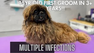 15 YEAR OLD Pekingese gets a DRASTIC grooming MAKEOVER!!!!