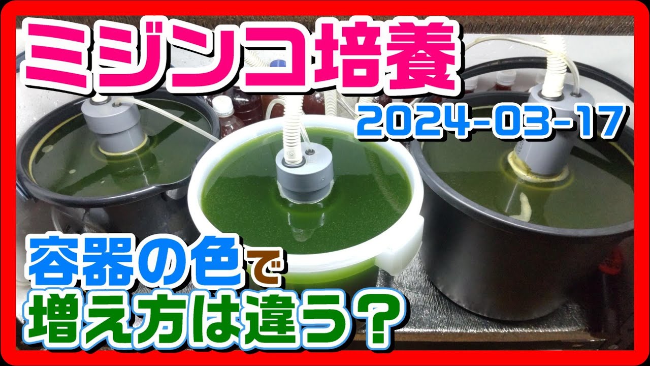 ミジンコ培養【容器の色で増え方は変わる？】白容器と緑容器の3日後の