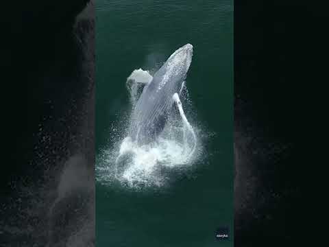 Drone captures magical footage of whale calf beaching #Shorts