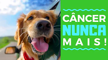 O que dar para um cachorro com câncer?