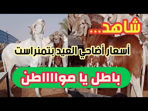 اسعار اضاحي العيد في  تمنراست