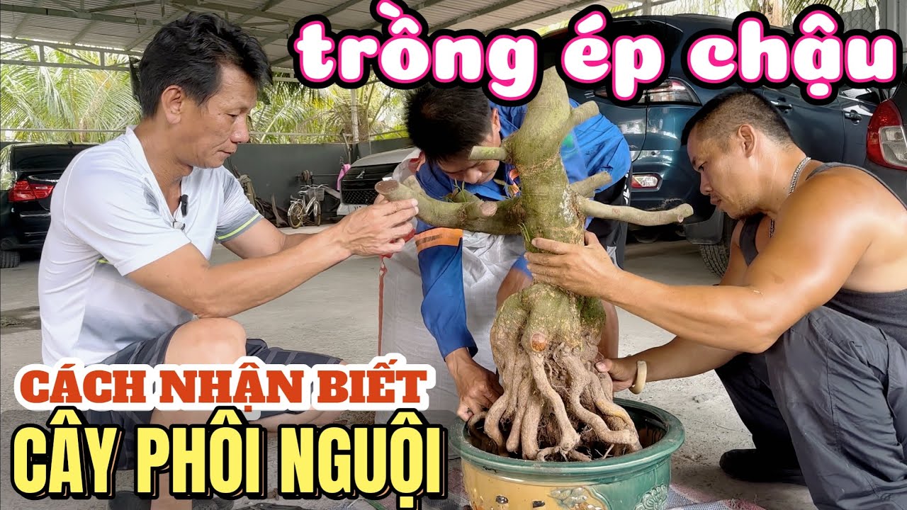 Cách Nhận Biết Phôi Nguội | A Trung Chia Sẻ Kinh Nghiệm Trồng Mai Ép Chậu Hạn Chế Mai Suy Vườn A Hải